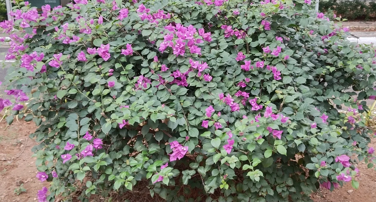 色とりどりに咲く花