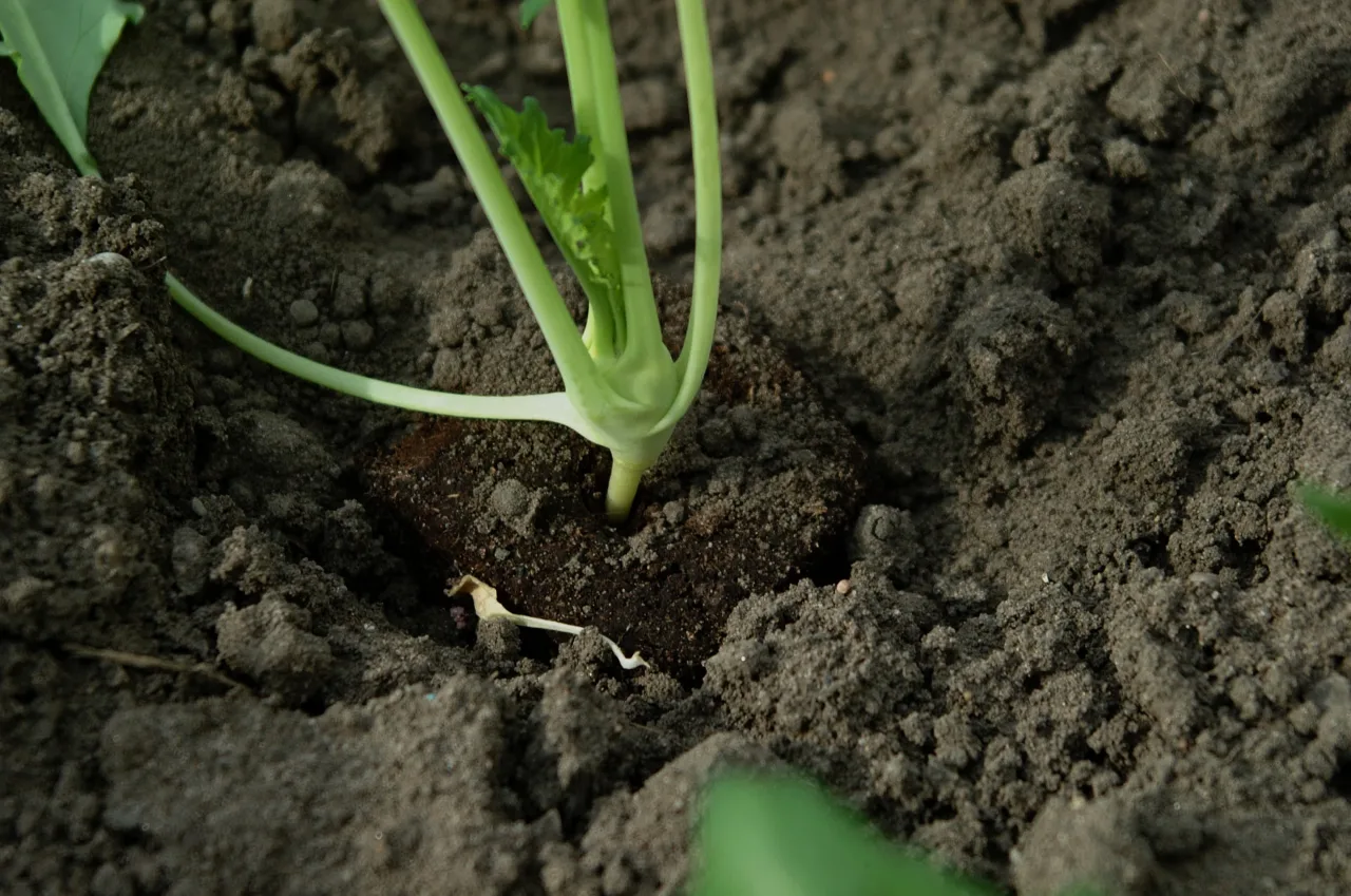土に植え付けられた野菜の苗