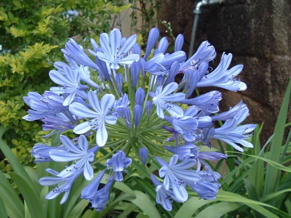 長い花茎の先に青紫の小花を放射状に咲かせたアガパンサス