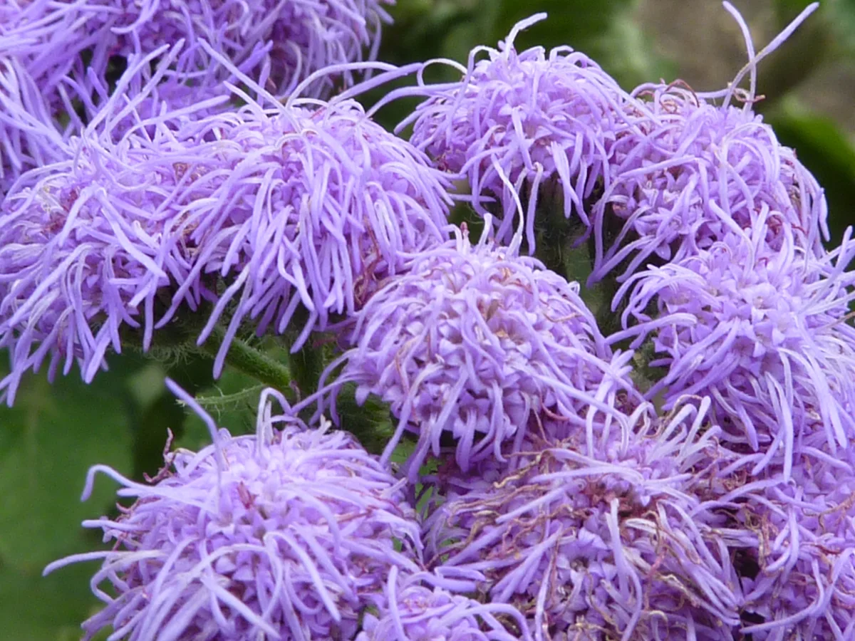 ふわふわした青紫のアゲラタムの花