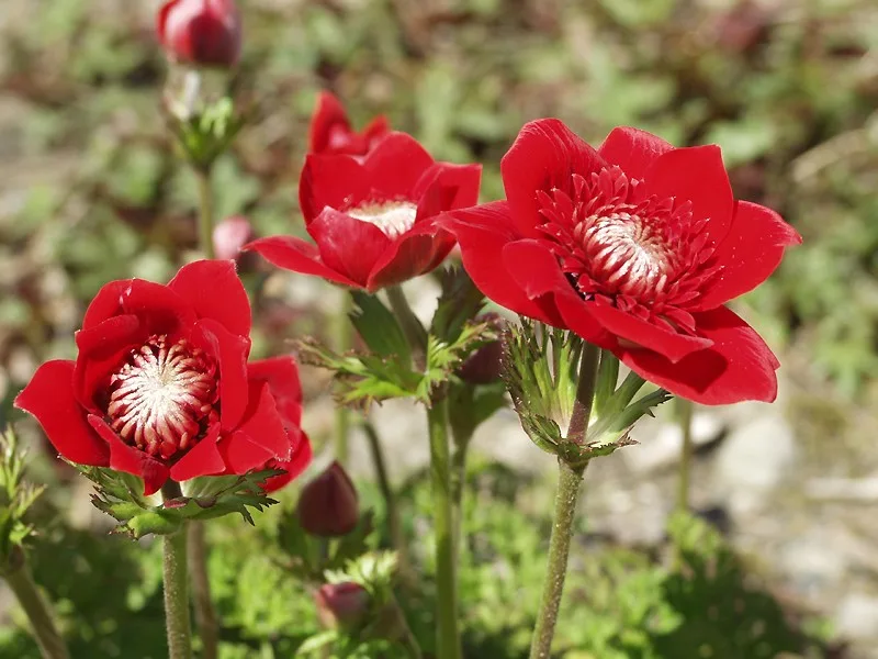 鮮やかな赤や紫に咲くアネモネの花