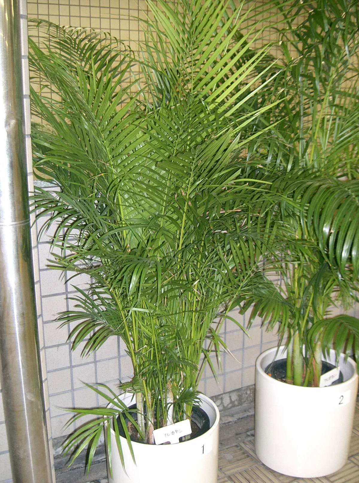 細い茎が株立ちになり、羽根状の葉を広げた鉢植えのアレカヤシ