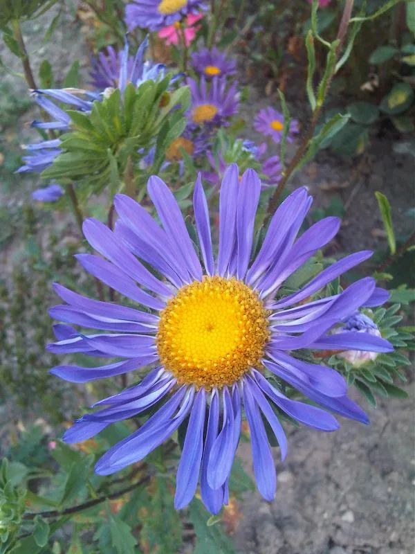 菊に似た整った花を咲かせたアスター（エゾギク）