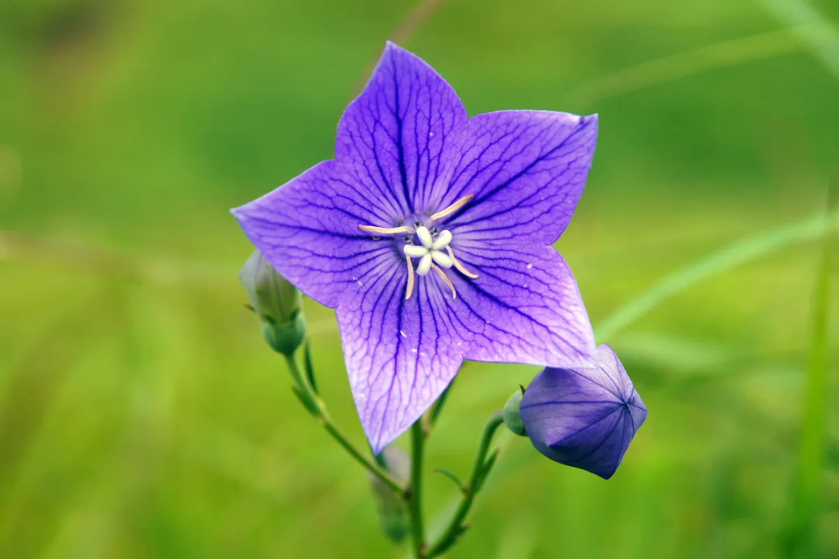 星形に開いた青紫色のキキョウ（桔梗）の花