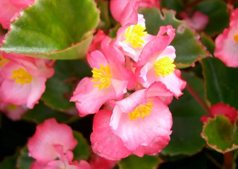 赤やピンクに咲くベゴニアの花