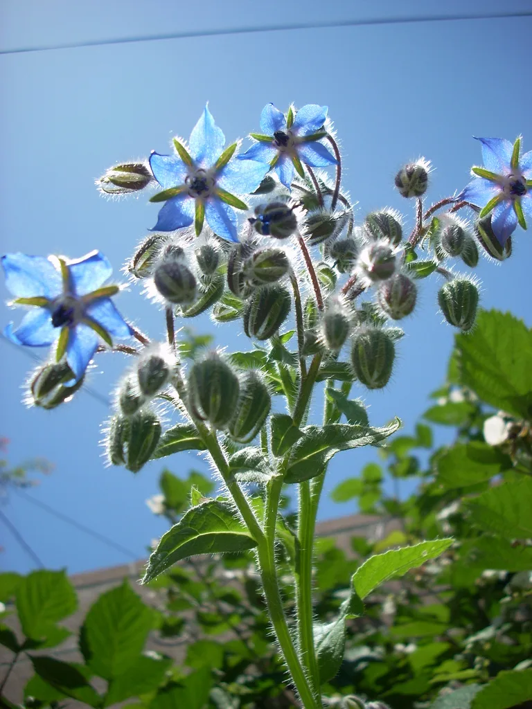 青い星形のボリジの花