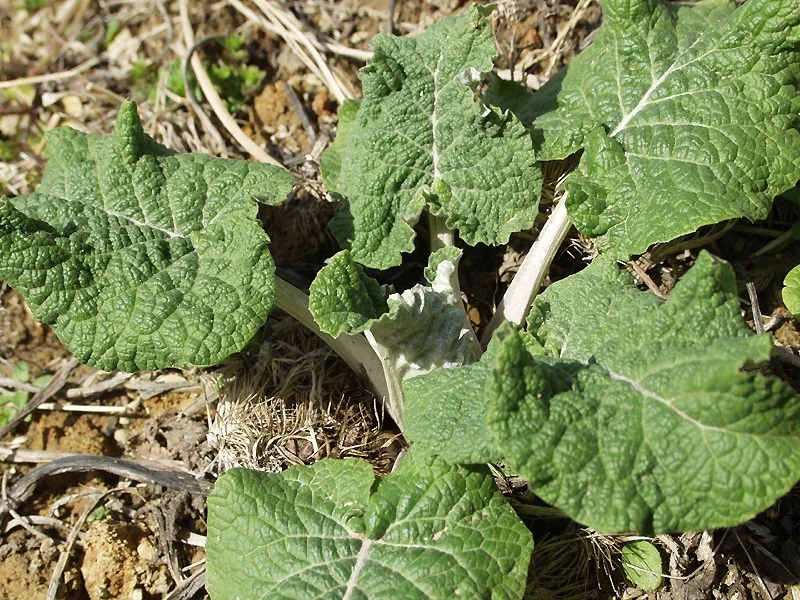 畑で育つゴボウの株（葉）