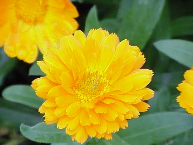 オレンジ色のキンセンカの花