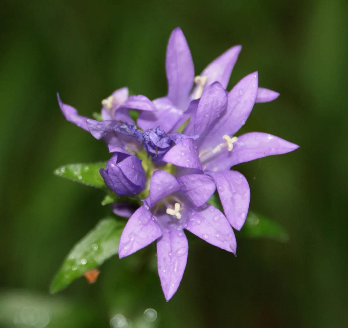 釣り鐘形の青紫の花を咲かせたカンパニュラ