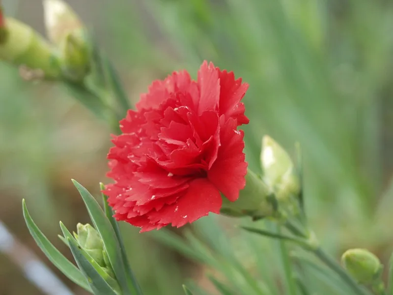 フリル状に咲く赤いカーネーションの花
