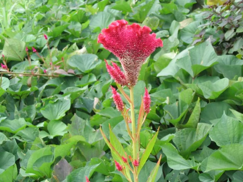 鮮やかな赤いケイトウの花