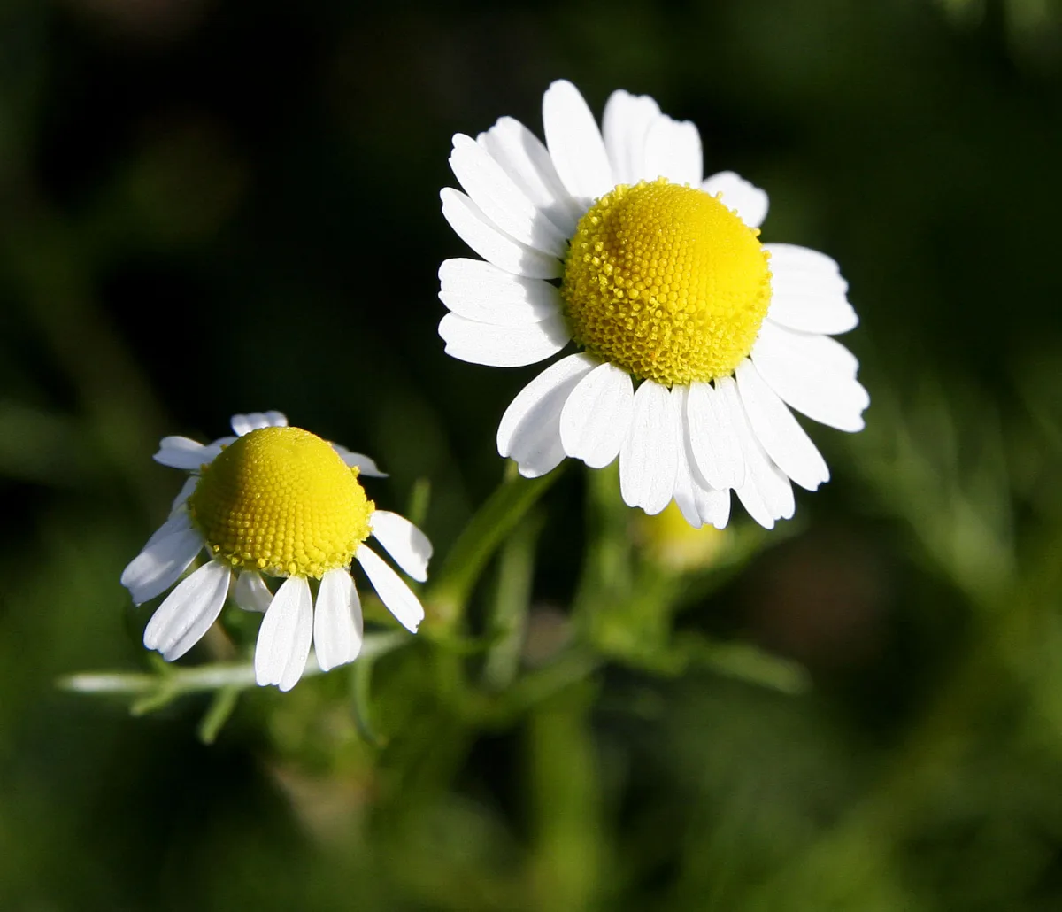 白い花びらに黄色い中心のカモミールの花