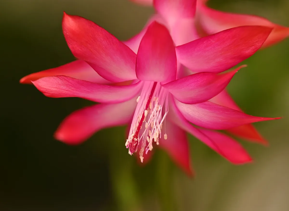 ピンクの花を咲かせたシャコバサボテン