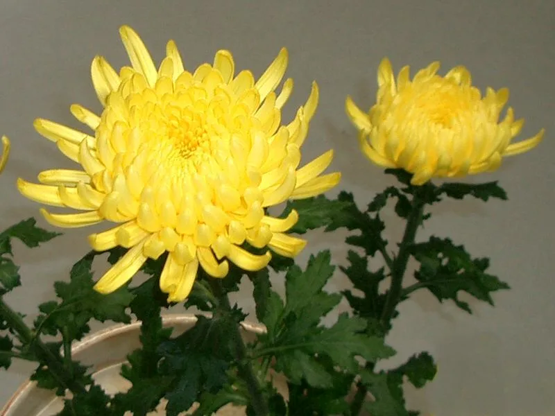 色とりどりに咲くキクの花