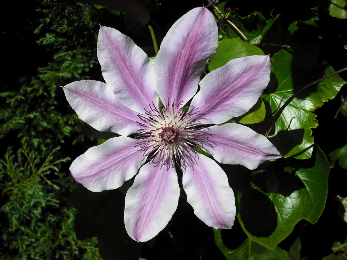 紫色の大輪のクレマチスの花