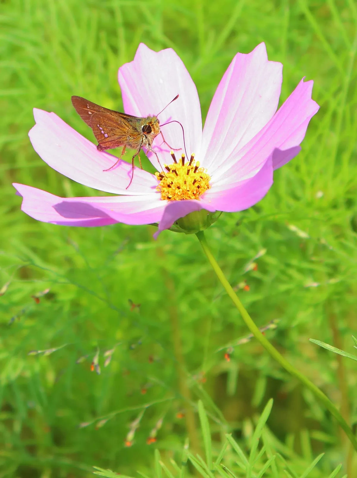 ピンクと白のコスモスの花