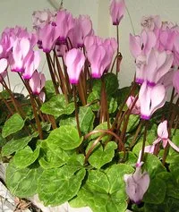 赤やピンクに咲くシクラメンの花