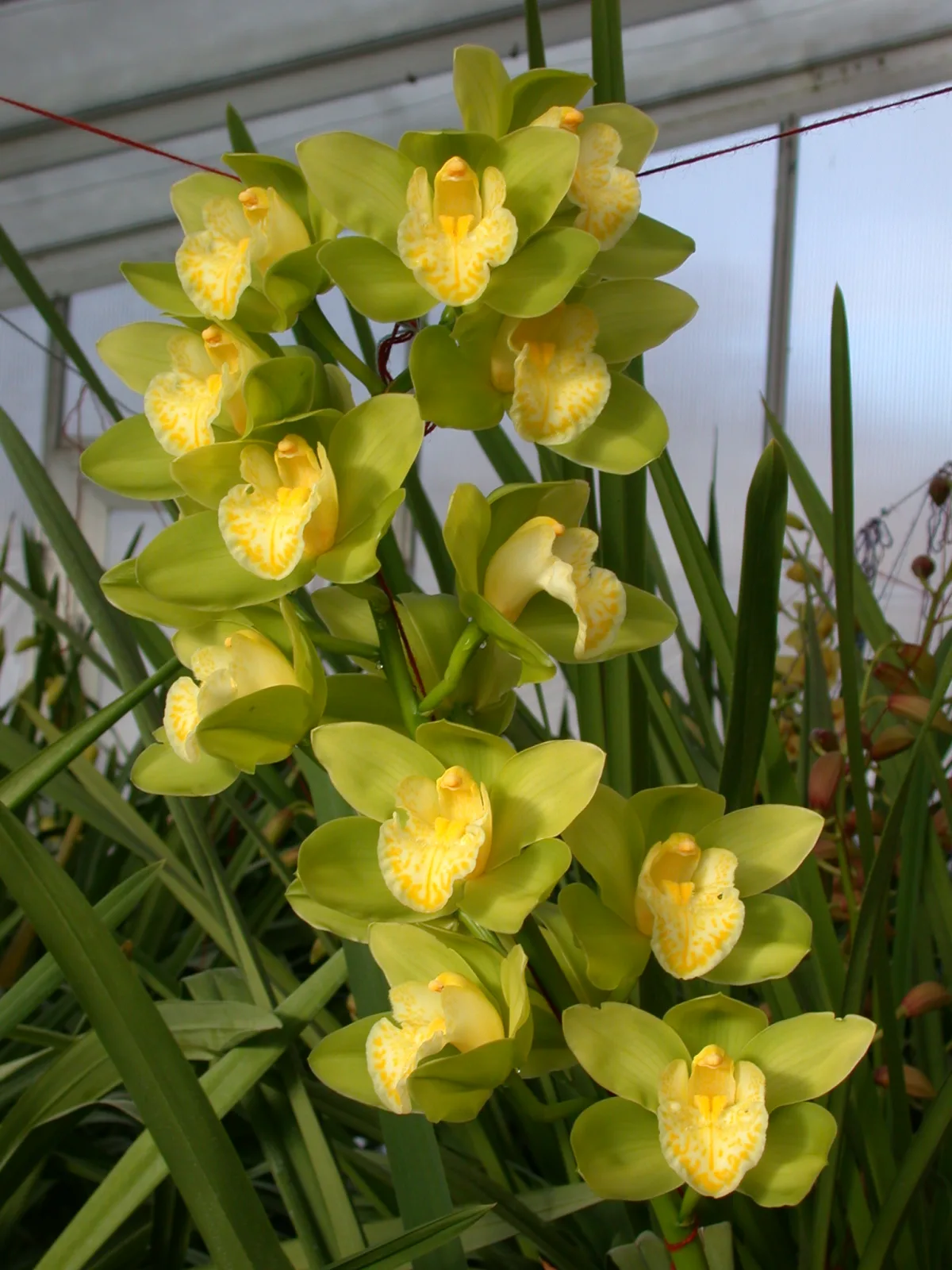 太い花茎に多くの花を連ねて咲くシンビジウム