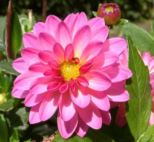 豪華に咲く赤いダリアの花