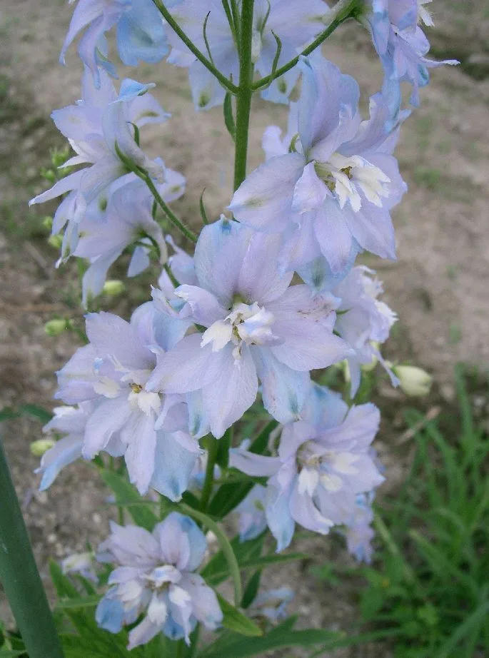 鮮やかな青に咲くデルフィニウムの花穂