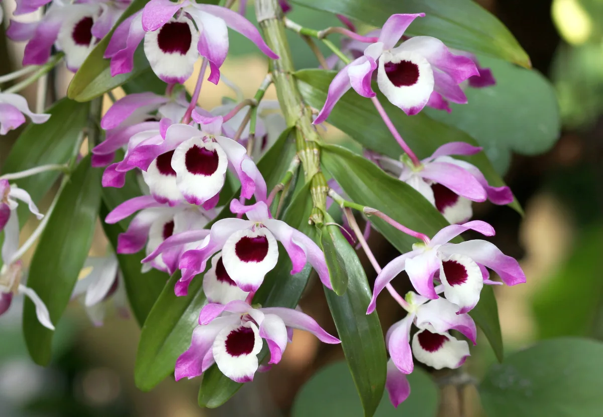 節のある茎にピンクの花をびっしり咲かせたデンドロビウム