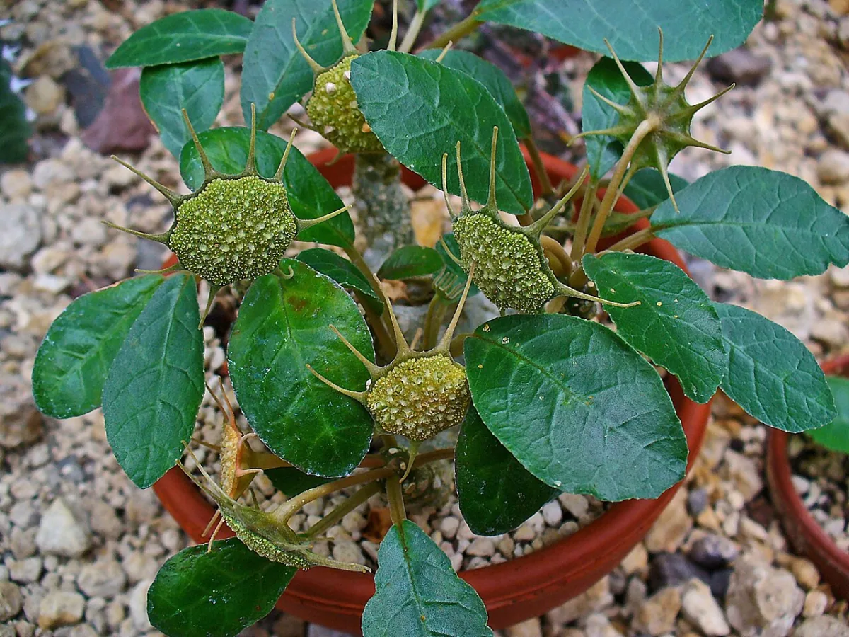 塊根状の茎と光沢ある葉、星形の花序をもつドルステニア・フォエチダ