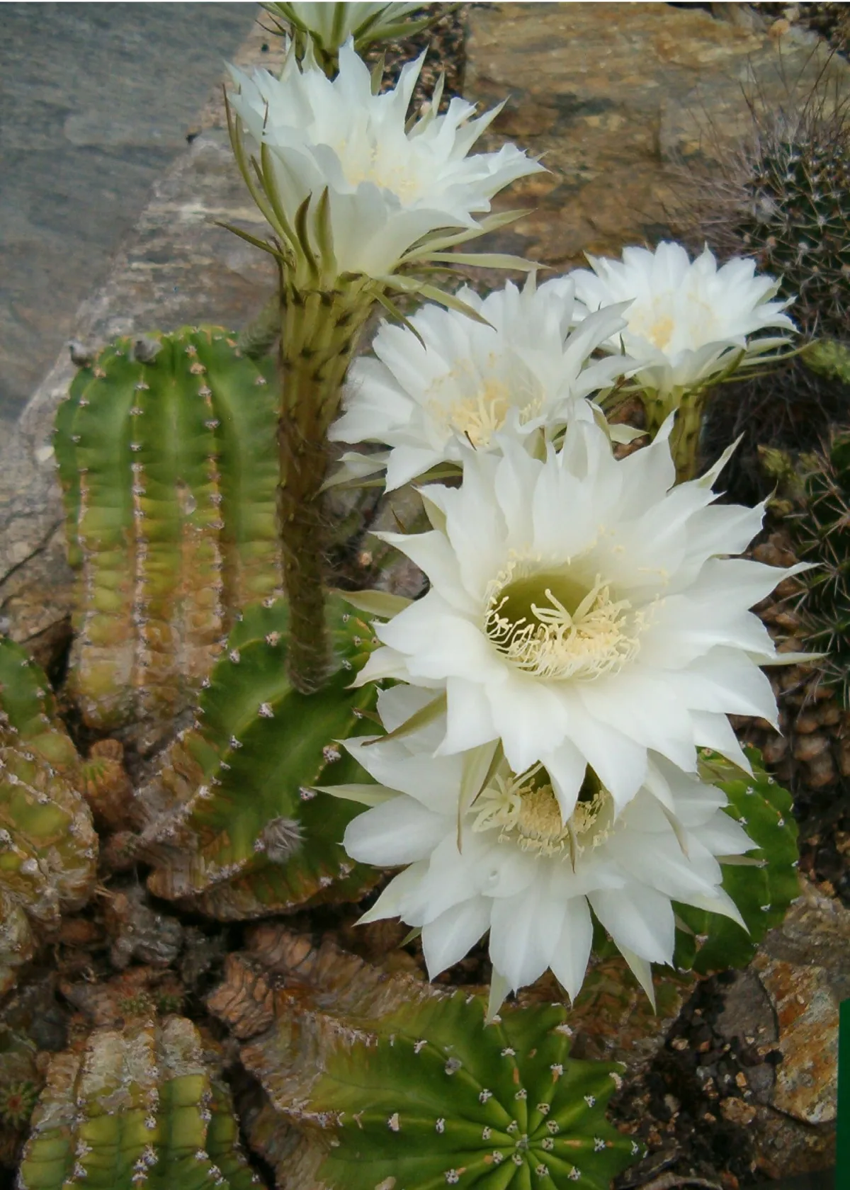 白い大輪の花を咲かせたタンゲマル（短毛丸）