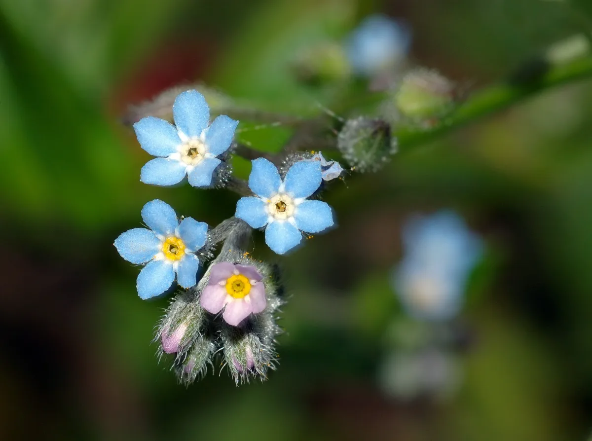 中心が黄色い空色の小花と、つぼみ色のピンクの花が混じって咲くワスレナグサ