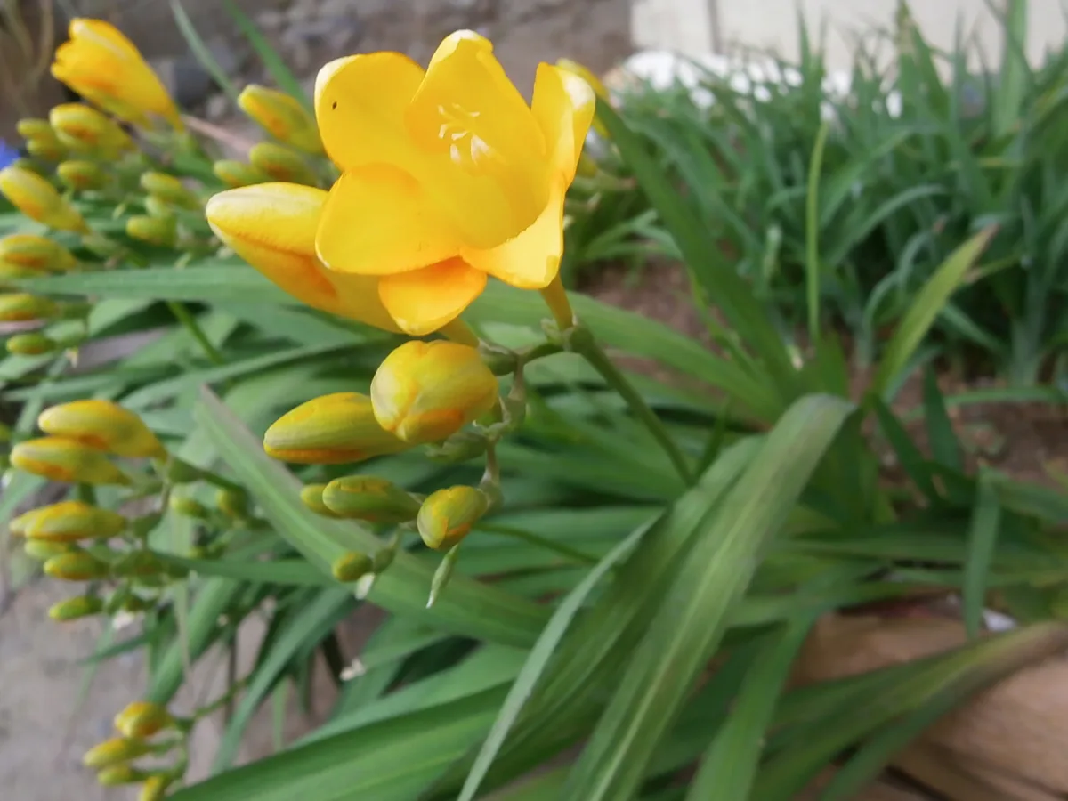 花茎に黄色いラッパ形の花を並べて咲かせたフリージア