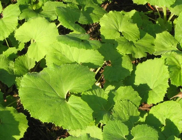 大きな丸い葉を茂らせたフキ（蕗）