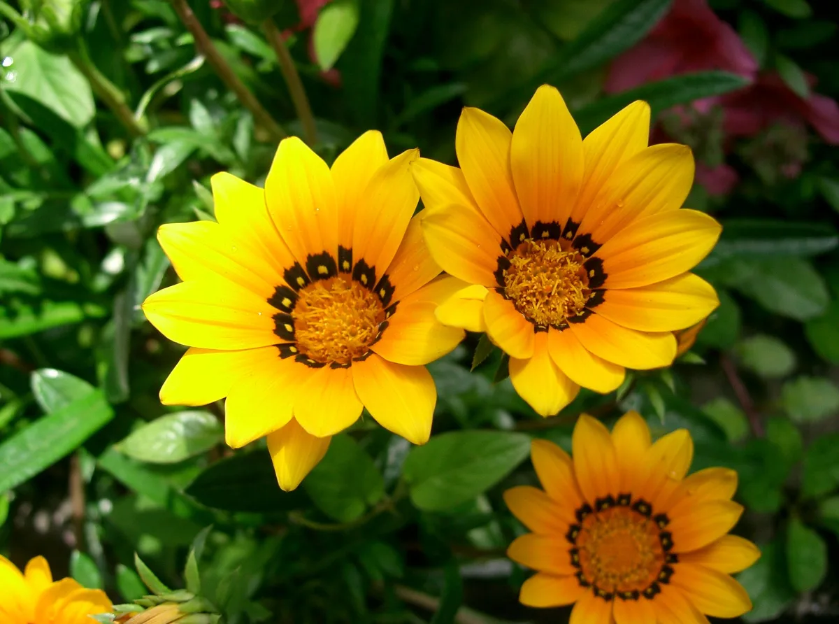 オレンジ色のガザニア（勲章菊）の花