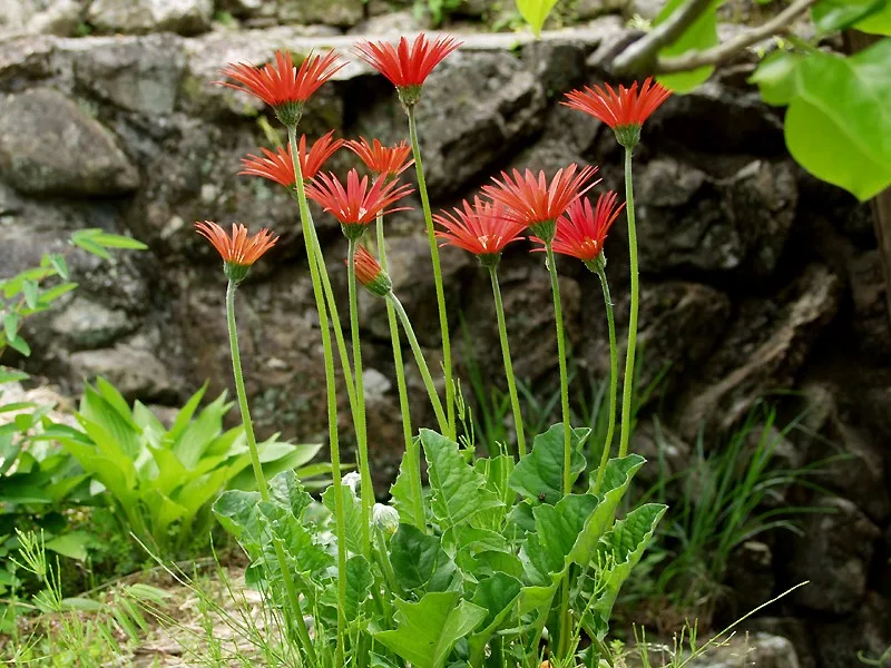 色とりどりに咲くガーベラの花