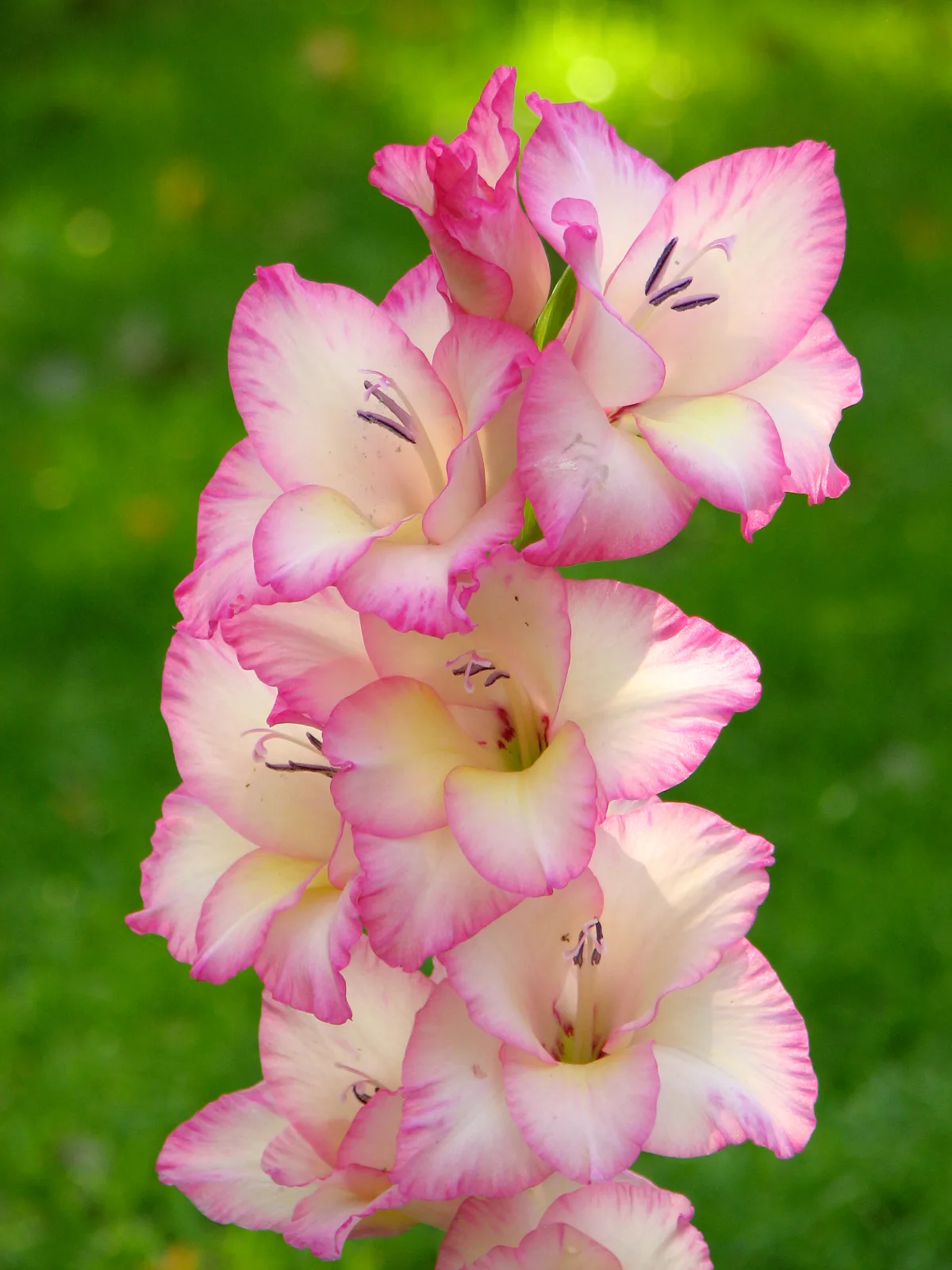 長い花茎に大輪の花を穂状に咲かせたグラジオラス