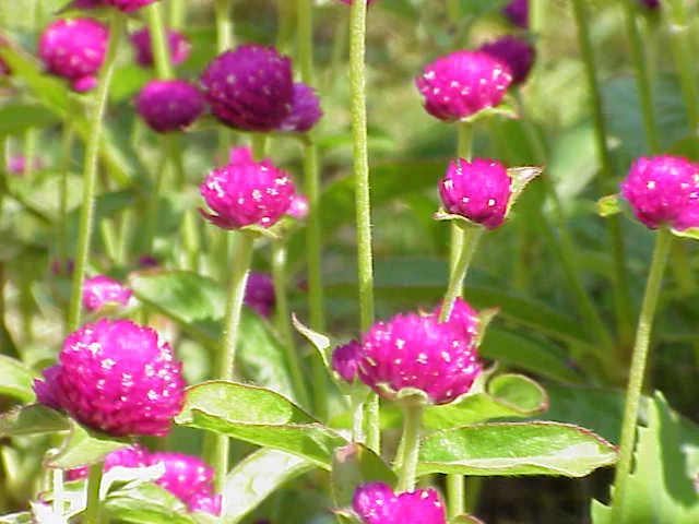 赤紫色の丸いセンニチコウの花