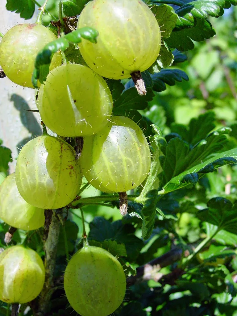 すじ模様の入った実をつけたグーズベリー（セイヨウスグリ）