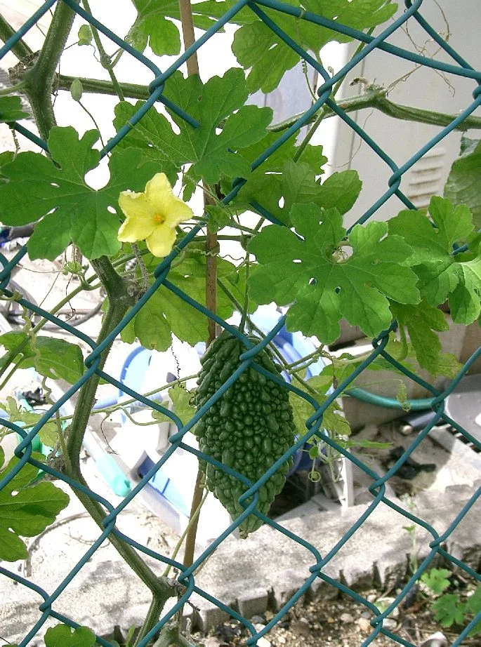 つるにぶら下がる緑色のゴーヤの実