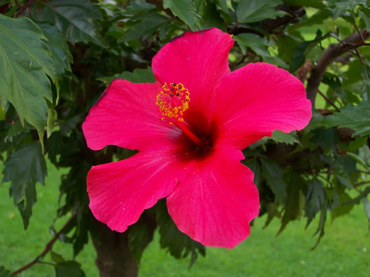 鮮やかな赤いハイビスカスの花