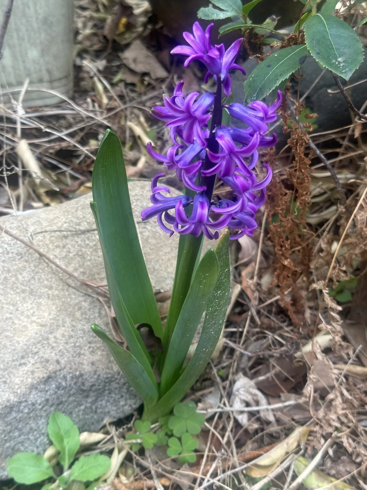 花茎に星形の小花を密に咲かせたヒヤシンス