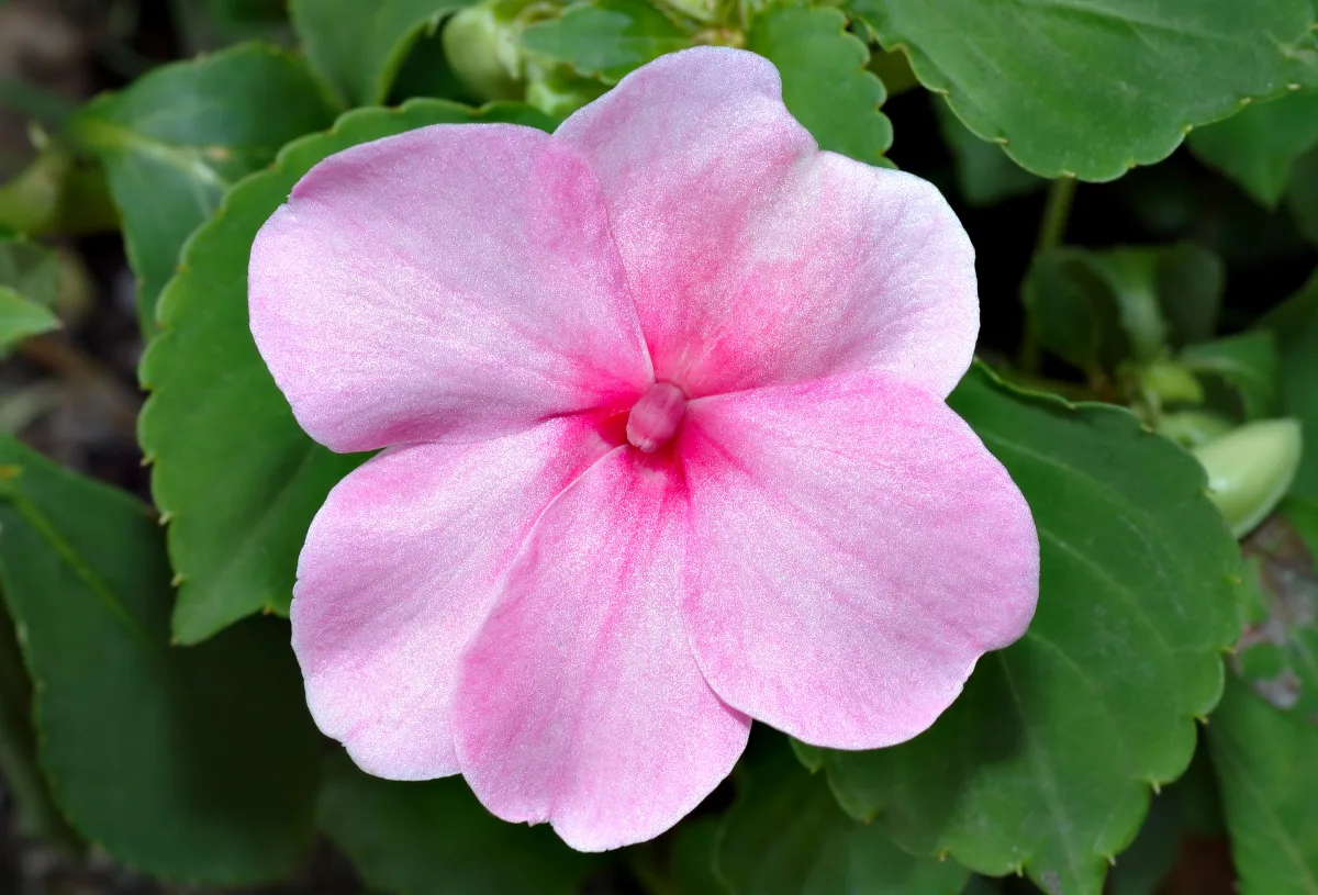 赤やピンクに咲くインパチェンスの花