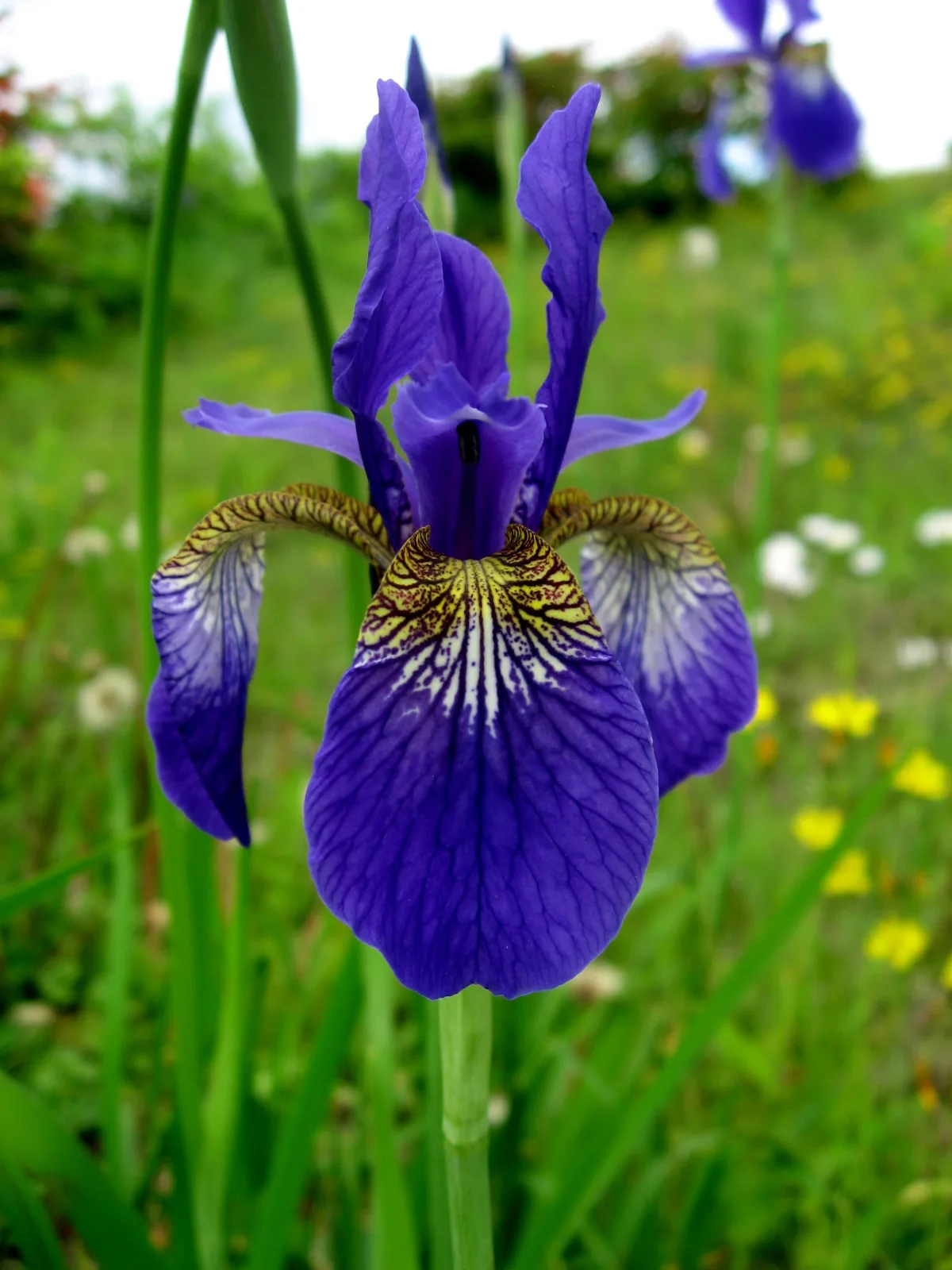 紫色の優美な花を咲かせたアイリス（アヤメの仲間）