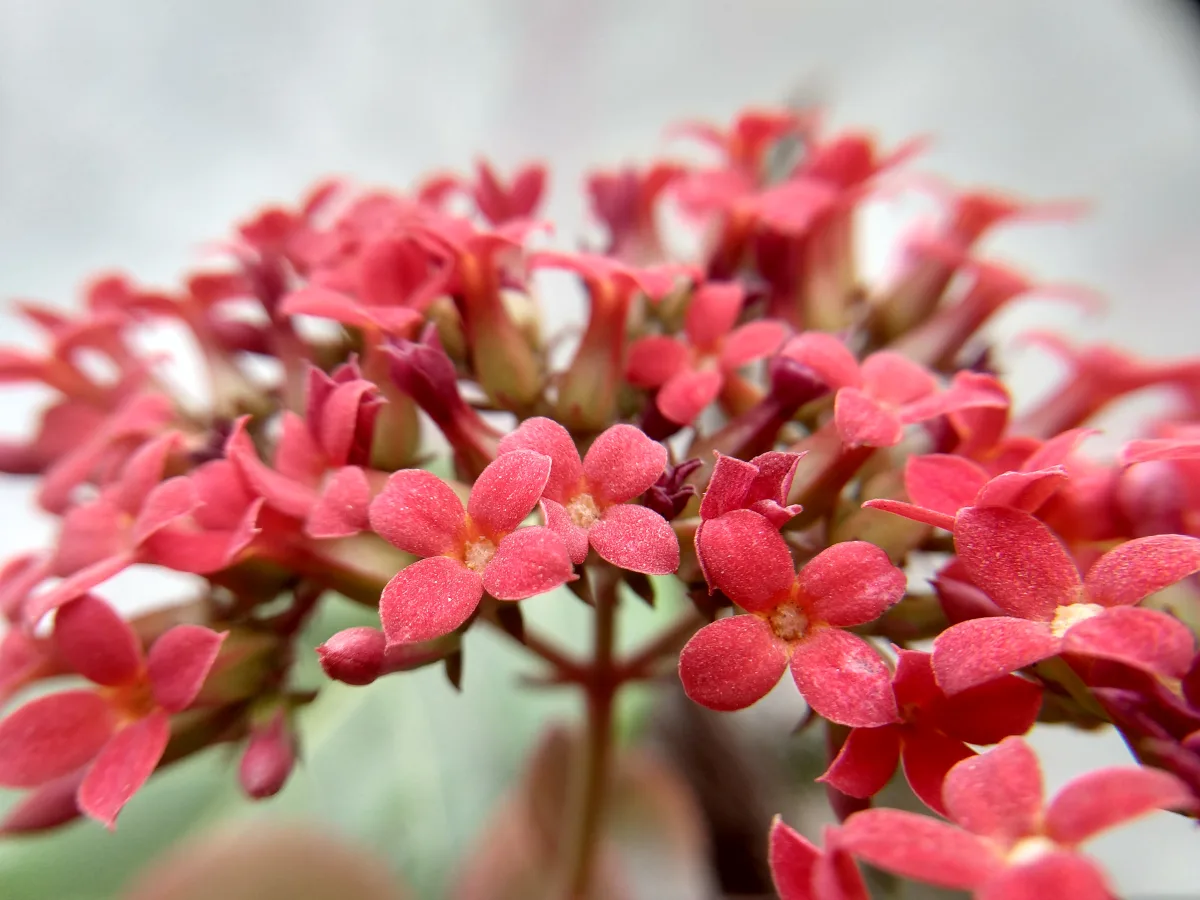 密に咲くカランコエの花と多肉質の葉