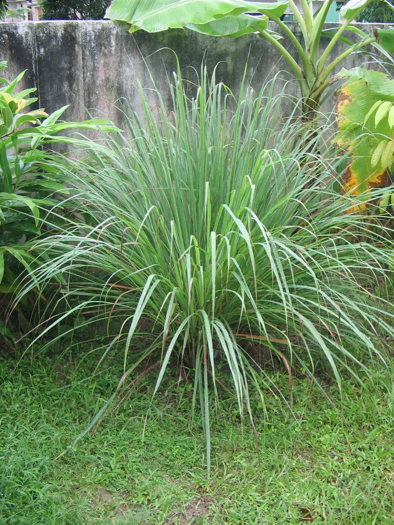 こんもり茂った細長いレモングラスの葉