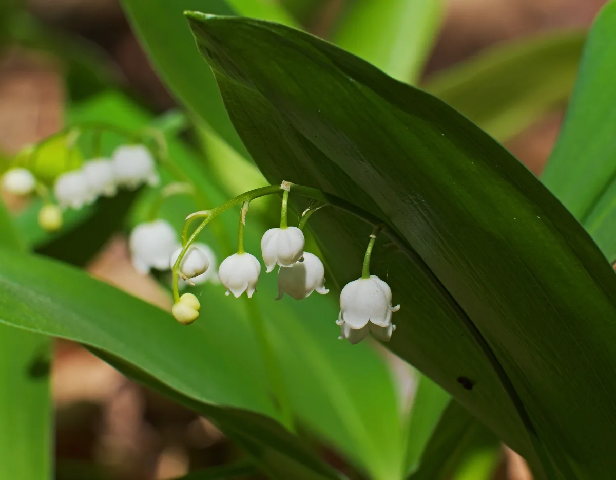 葉の間から白い鈴形の花を咲かせるスズラン（鈴蘭）