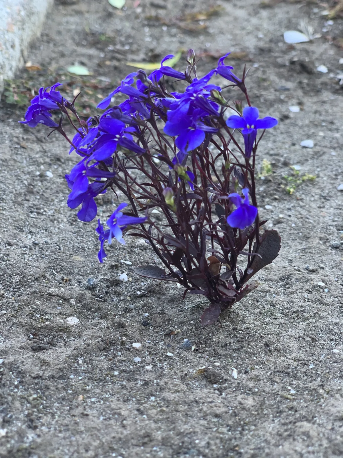 青い小さな蝶形の花をこんもりと咲かせたロベリア