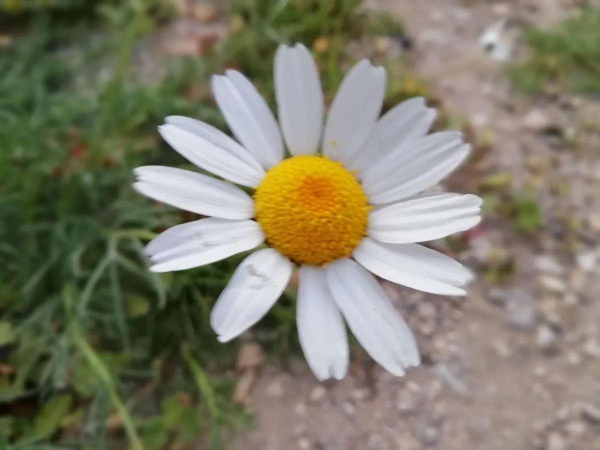 白く咲くマーガレットの花