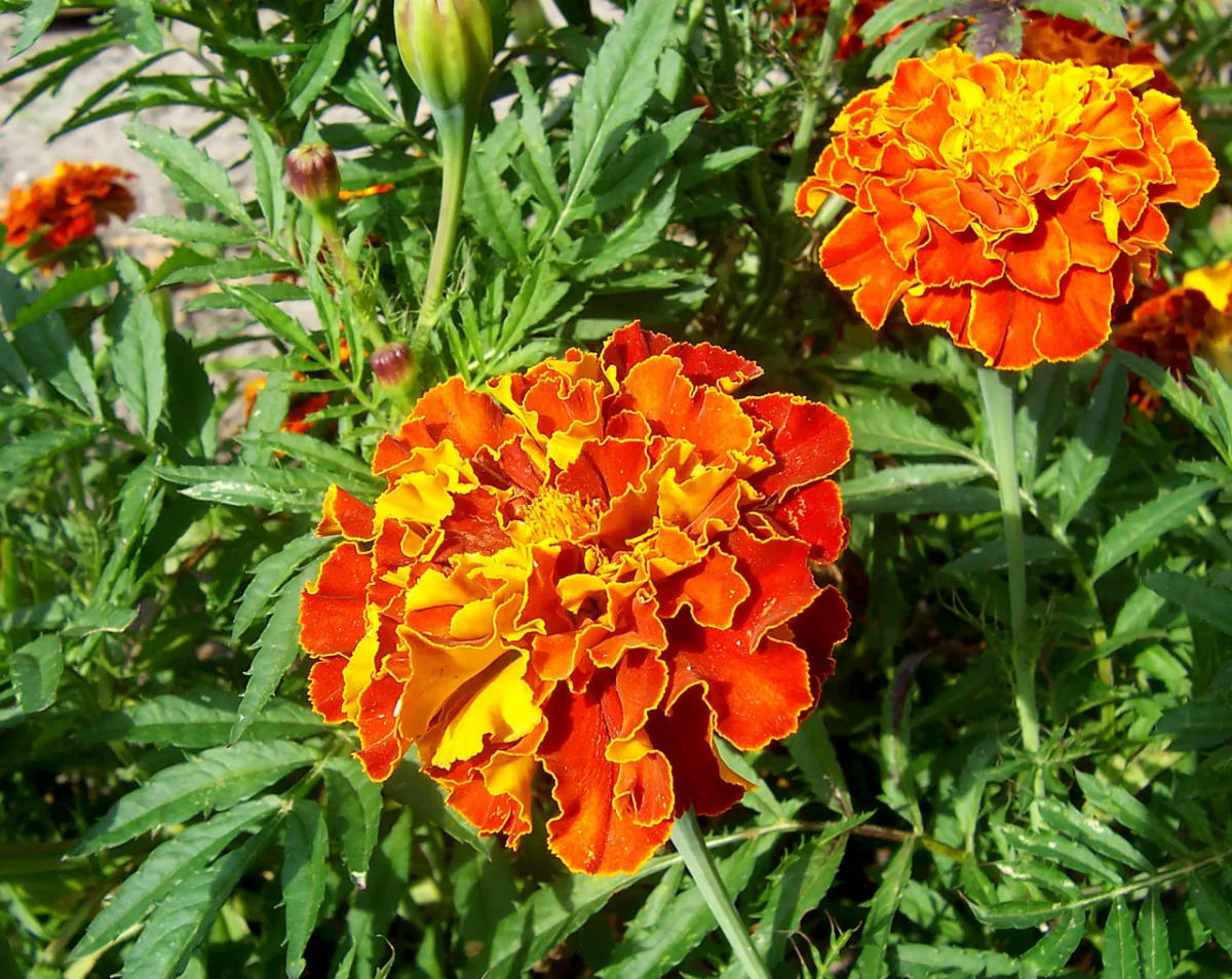 オレンジ色のマリーゴールドの花