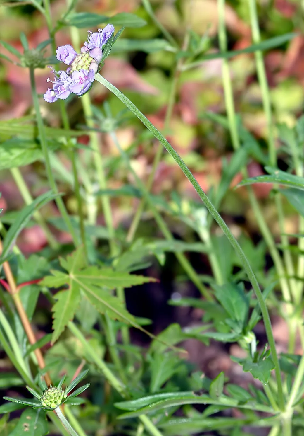 秋の高原に淡い青紫の花を咲かせたマツムシソウ（松虫草）