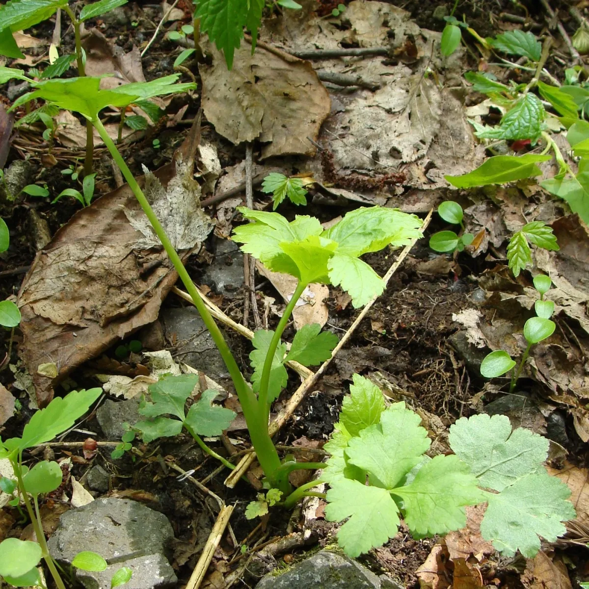 一本の茎に3枚の葉をつけたミツバ（三つ葉）