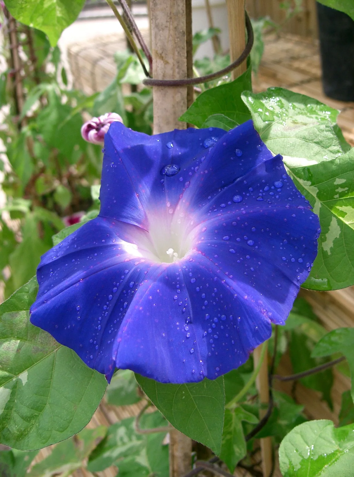 青く咲くアサガオの花