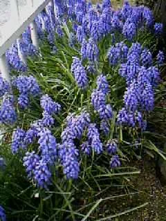 ぶどうの房のような青紫色の花を咲かせたムスカリ